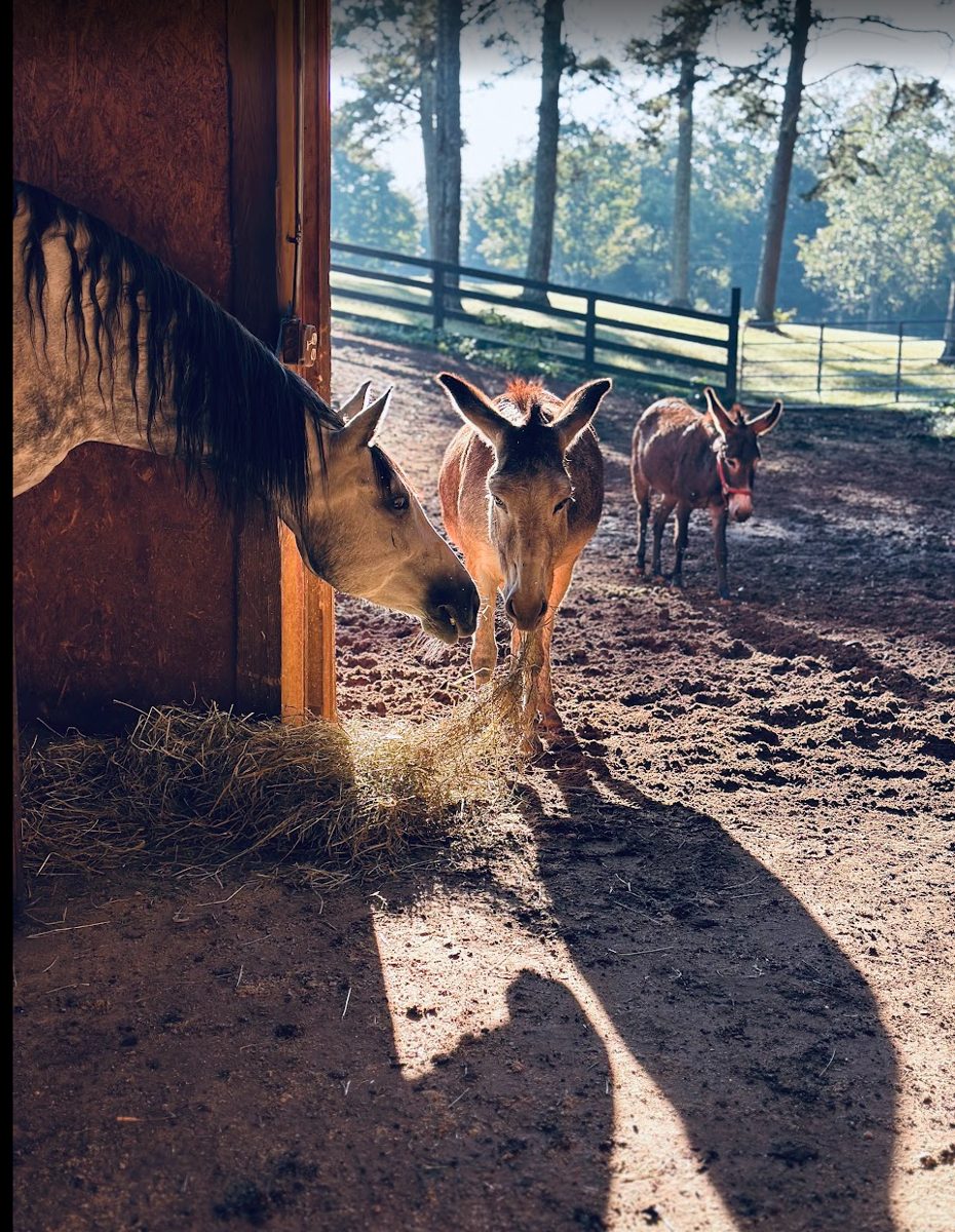 A horse and donkeys gathered near the barn in morning light