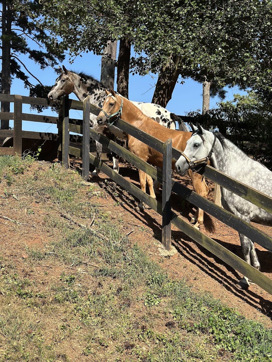 Three horses at the fence, attentive to their surroundings
