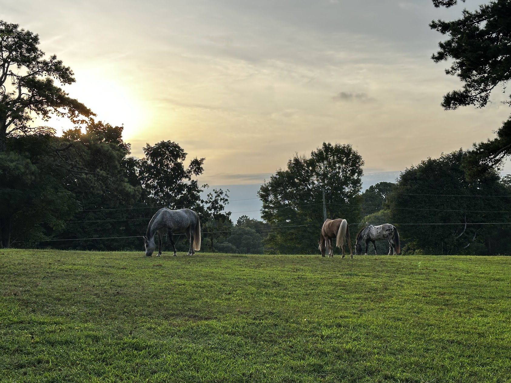 Three horses graze in a quiet pasture beneath the evening sky