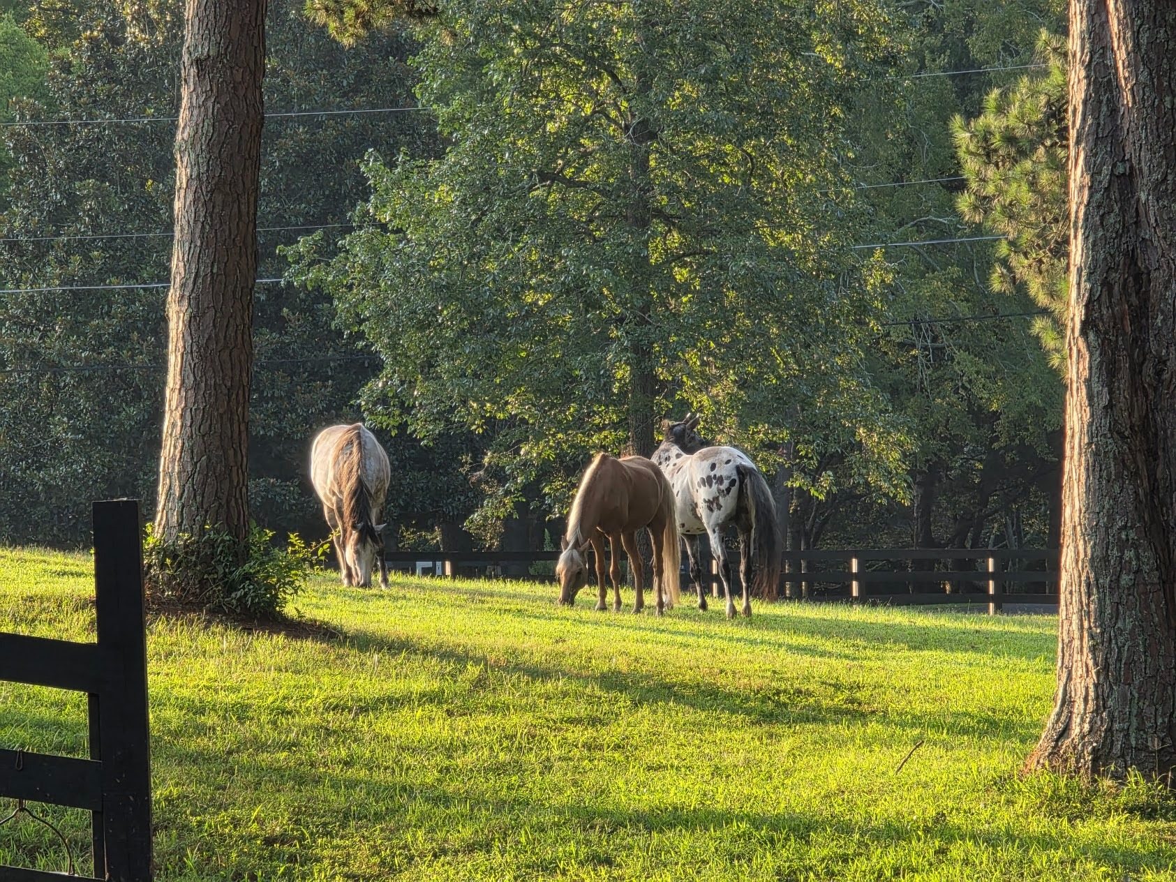 Horses grazing peacefully in a sunlit pasture among the trees
